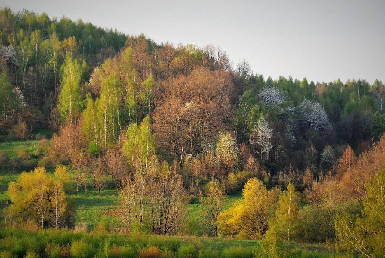 Przytulne Borowkowy Zagajnik Piechowice (Karkonosze)